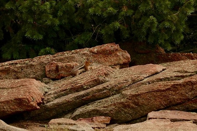 Between the top and bottom rock is a cute squirrel