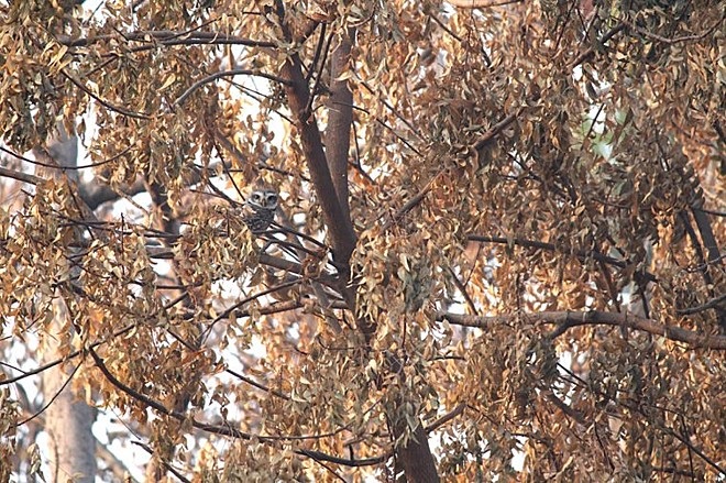 Notice that there is someone staring at you and you will meet the owl on one of the branches near the trunk.