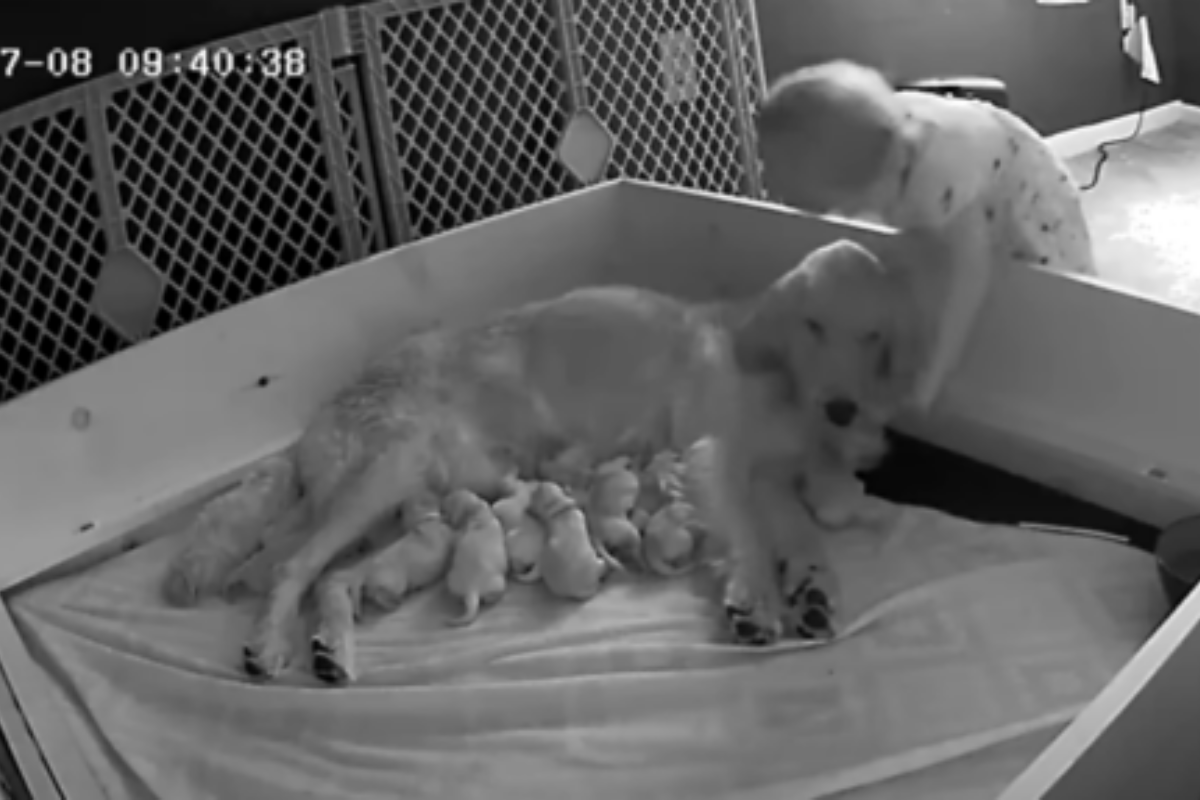 bambina mamma cane