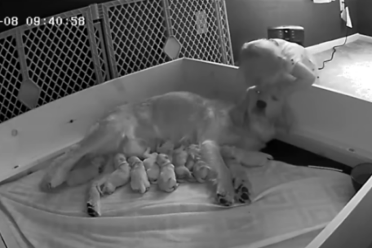 bambina mamma cane
