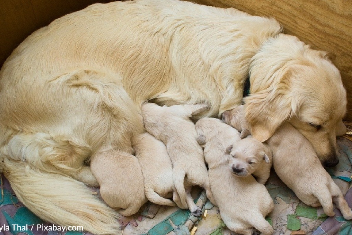 Bambina si intrufola nella stanza dove la mamma cane sta allattando, per darle il bacio della buonanotte