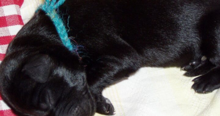 blacky abbandono