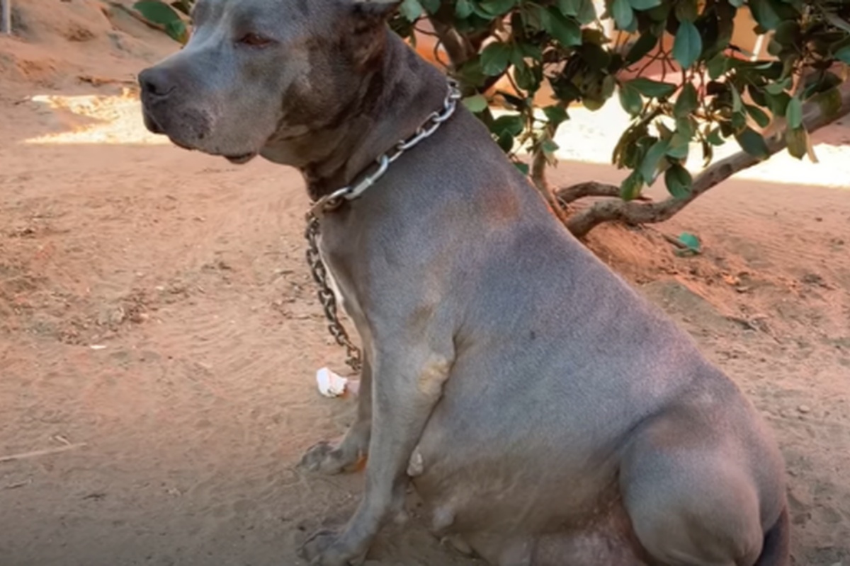 blue abbandono