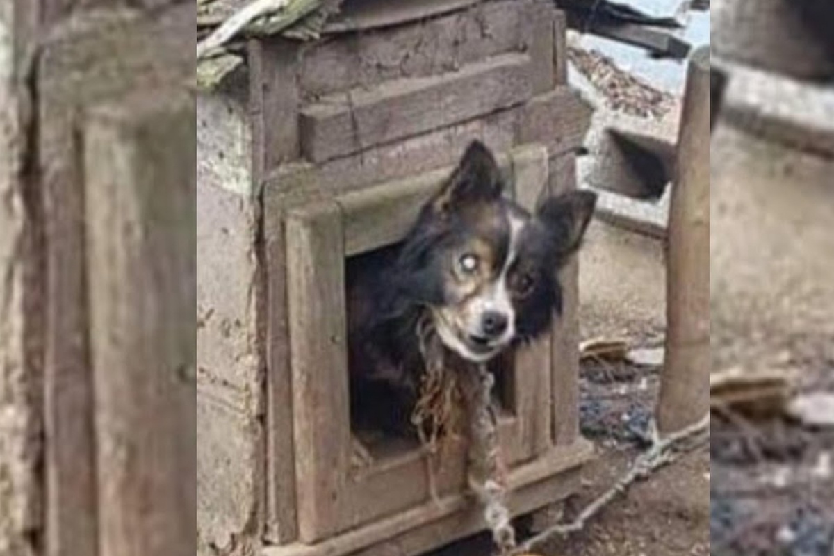 Il piccolo Bunny ha vissuto 13 anni legato ad una catena, ma ora è finalmente libero