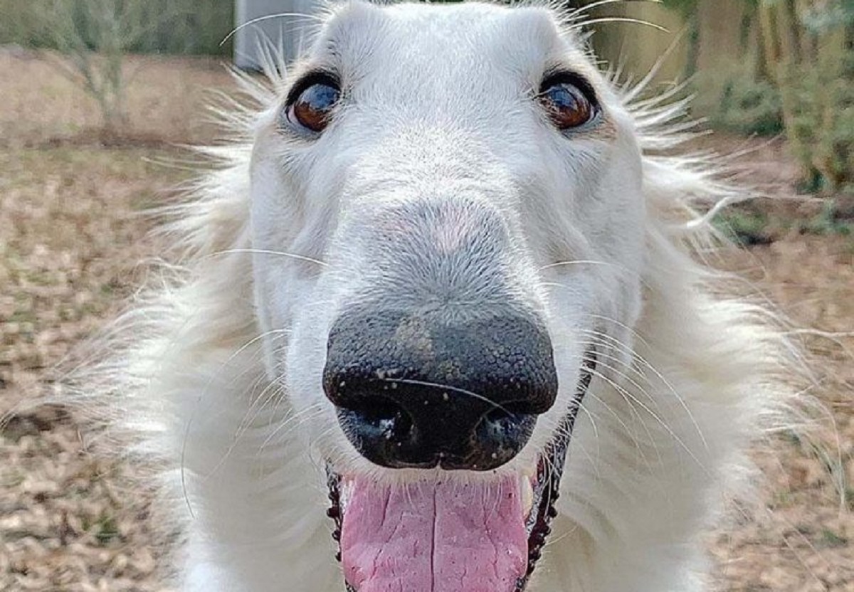 Dog with a huge snout