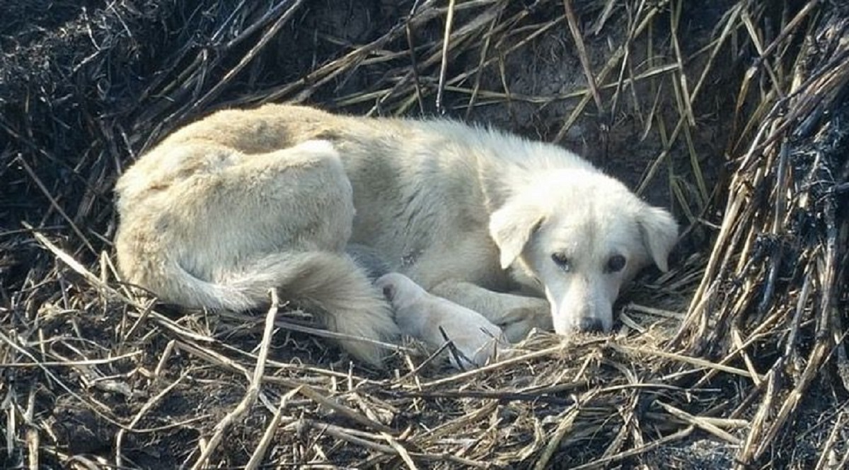 Cagnolina nei campi bruciati protegge i cuccioli con il corpo