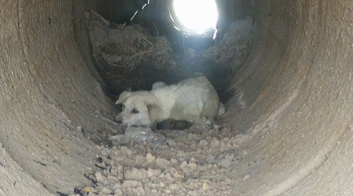 mamma protegge i cuccioli