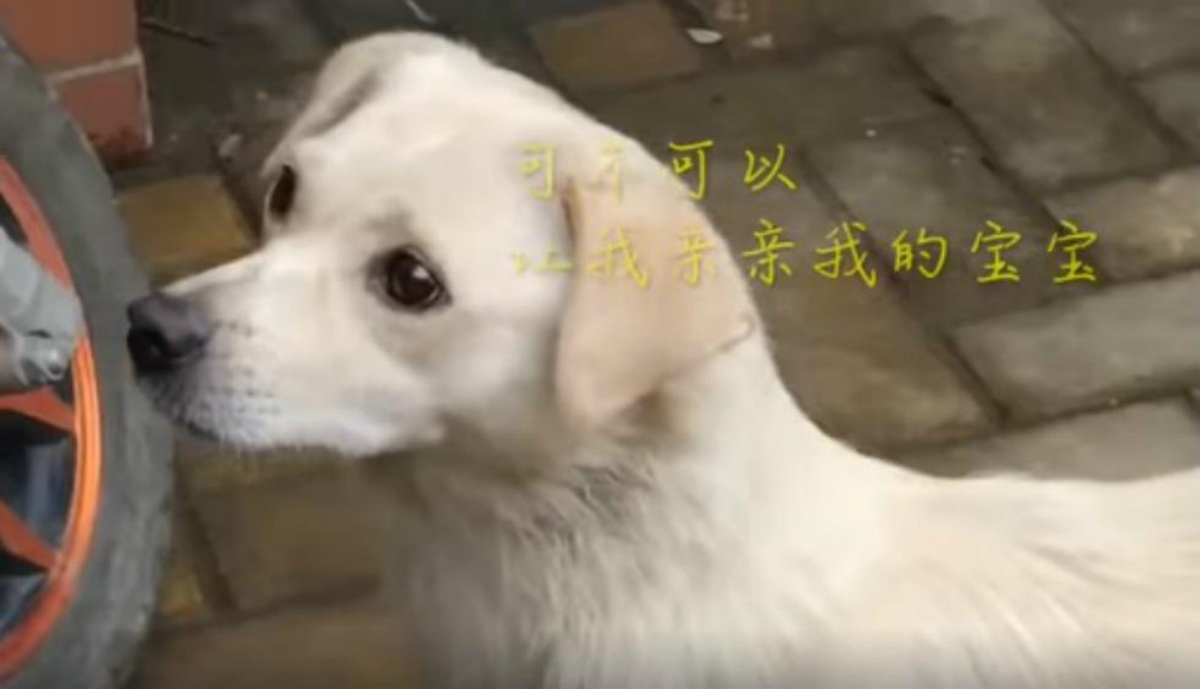 Il commovente video di una cagnolina randagia