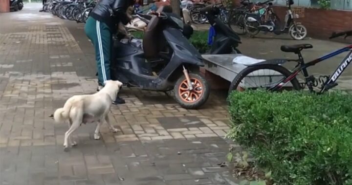 Il commovente video di una cagnolina randagia