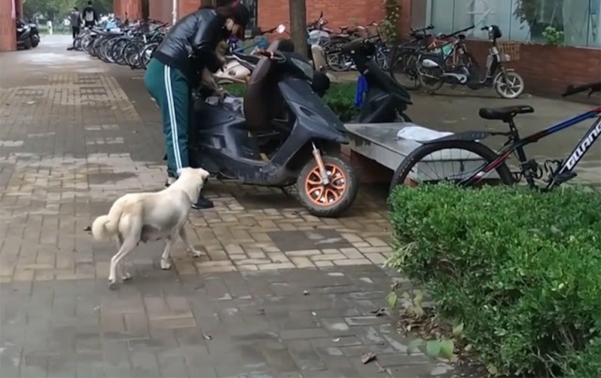 Il commovente video di una cagnolina randagia