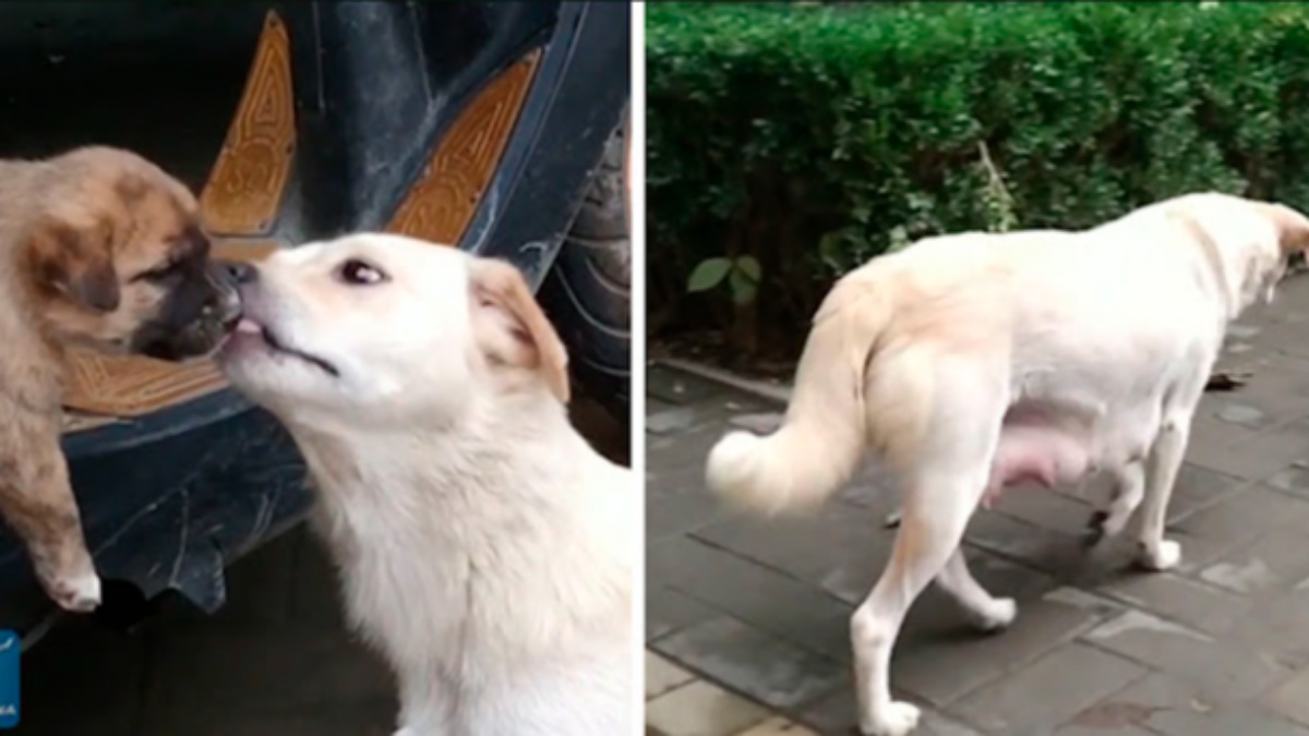 Il commovente video di una cagnolina randagia