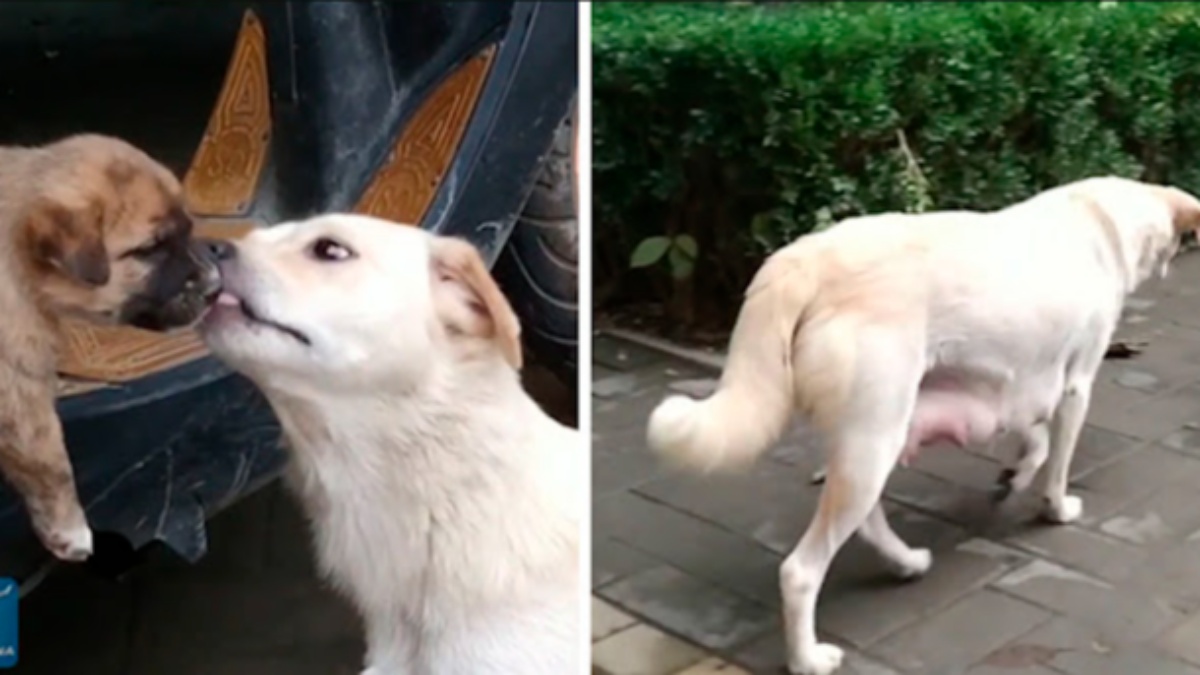 The moving video of a stray dog