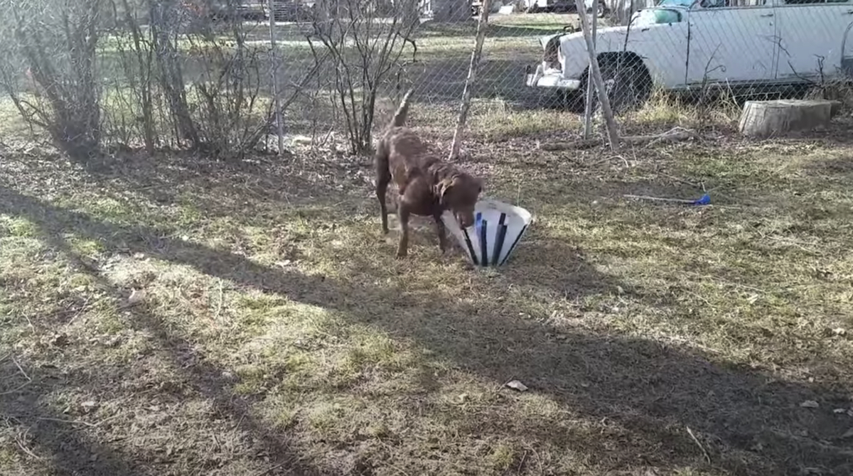 Il simpatico video di un cagnolino 