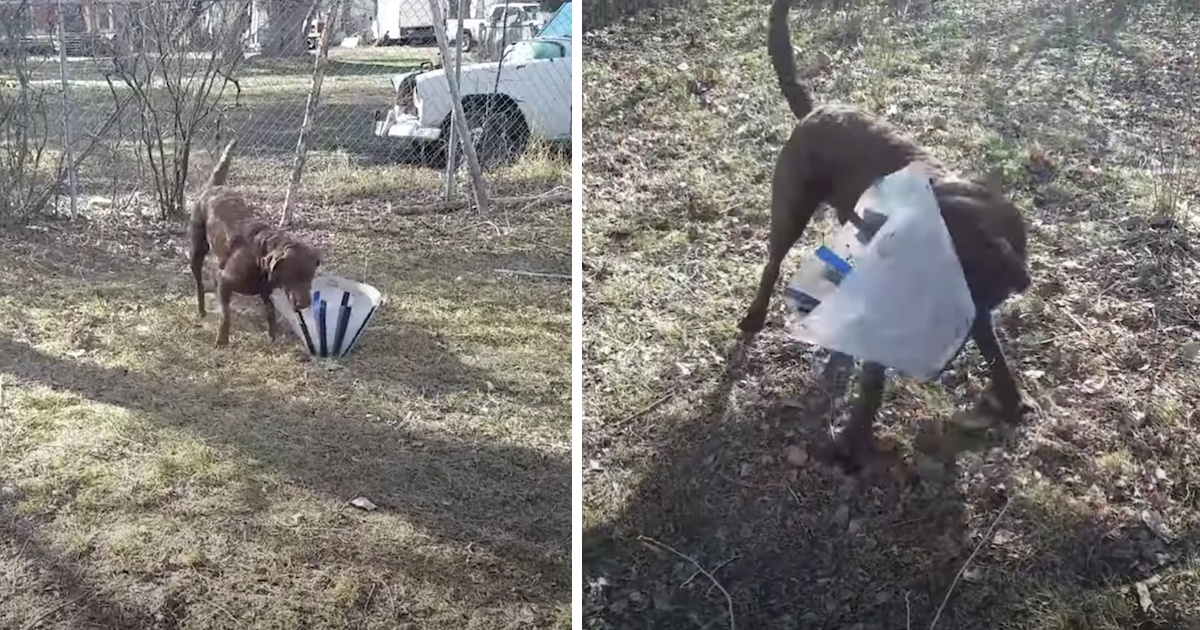 Il simpatico video di un cagnolino