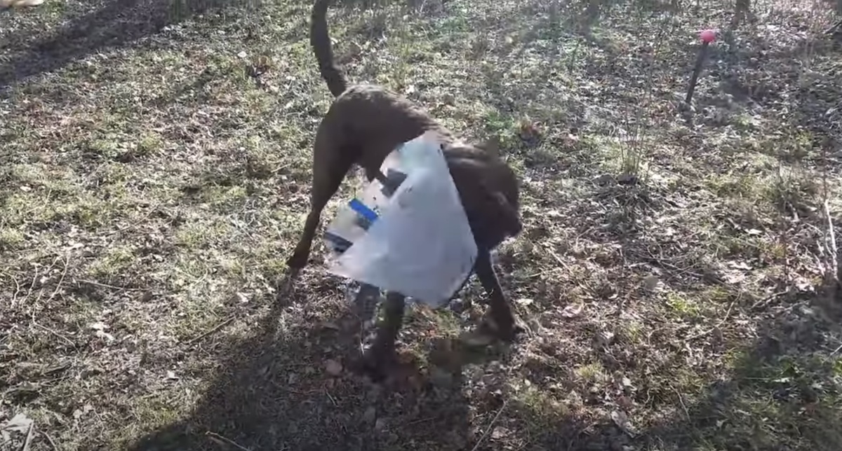 Il simpatico video di un cagnolino