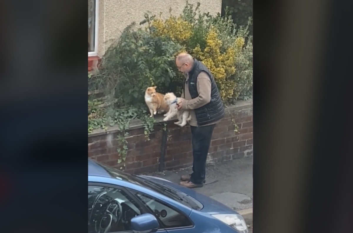 Il video di un cagnolino