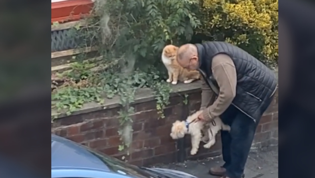 Il video di un cagnolino