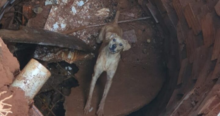 Il salvataggio del cagnolino nel pozzo