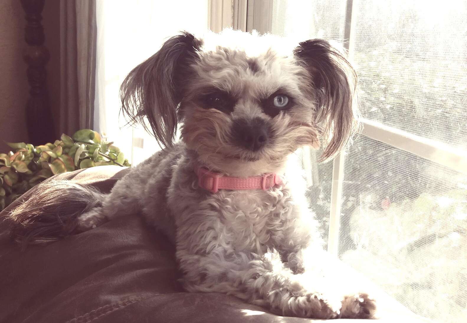Junebug