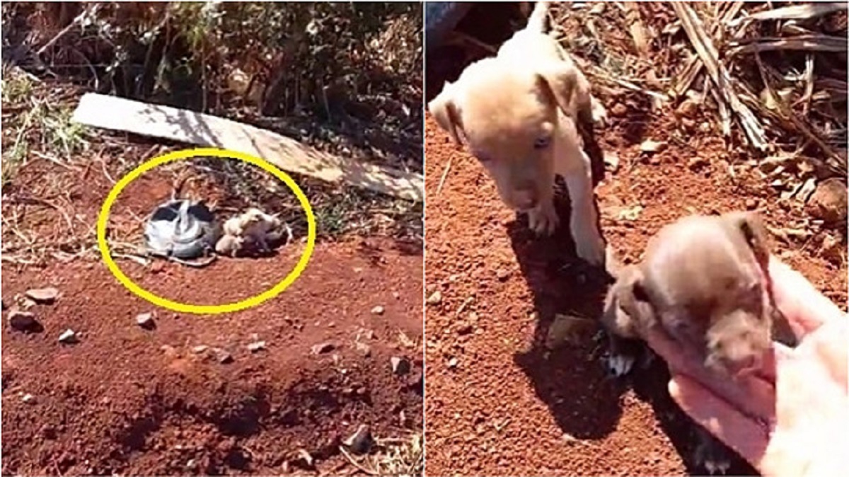 Cuccioli abbandonati per strada