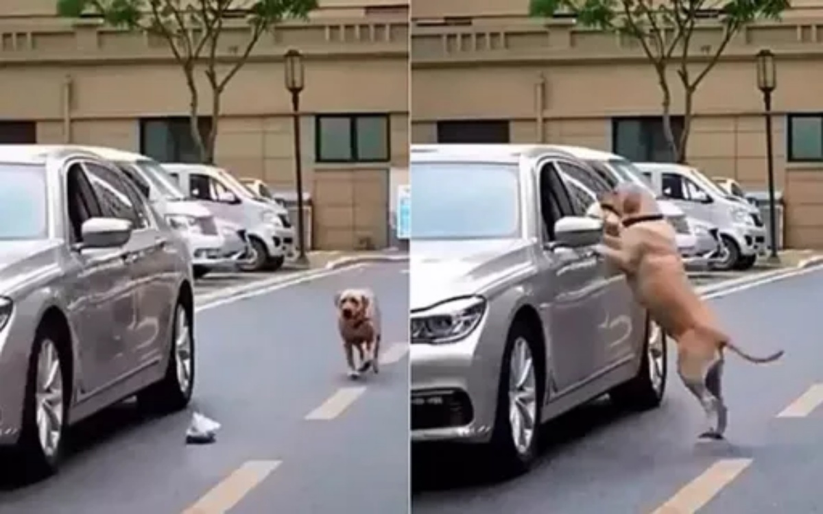 Cane da una lezione ad un’automobilista maleducato che getta la spazzatura per strada