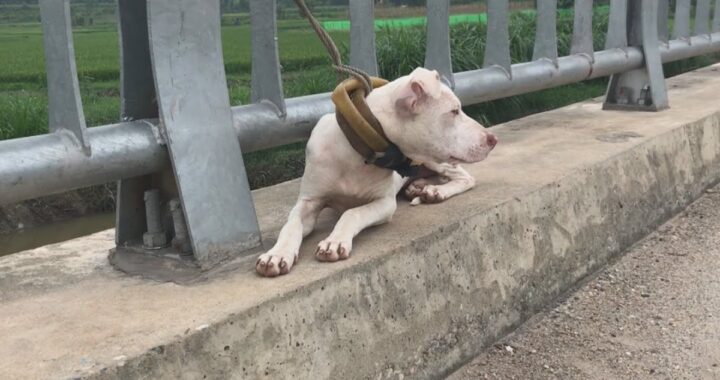 cane abbandonato ponte