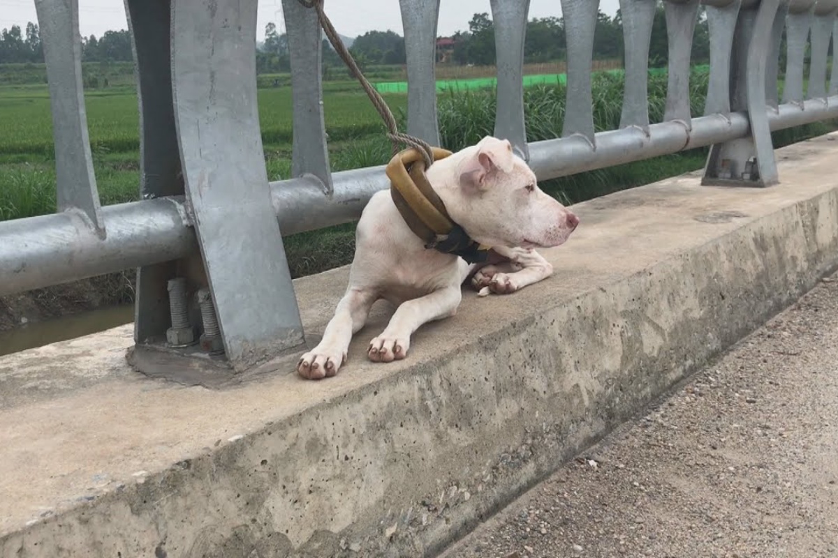 cane abbandonato ponte