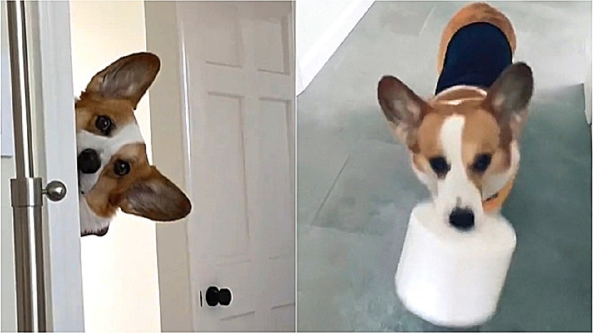 Cane aiuta il padrone portando la carta igienica in bagno