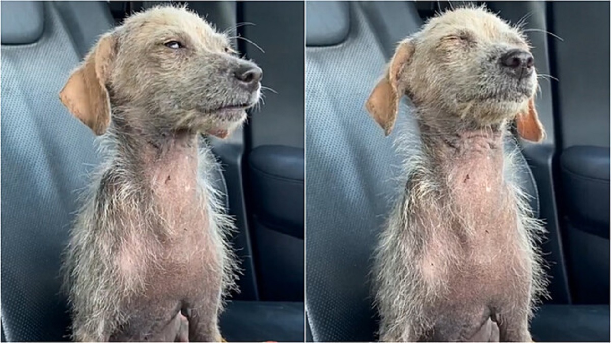 Cane chiude gli occhi per il sollievo poiché sa che avrà una nuova vita