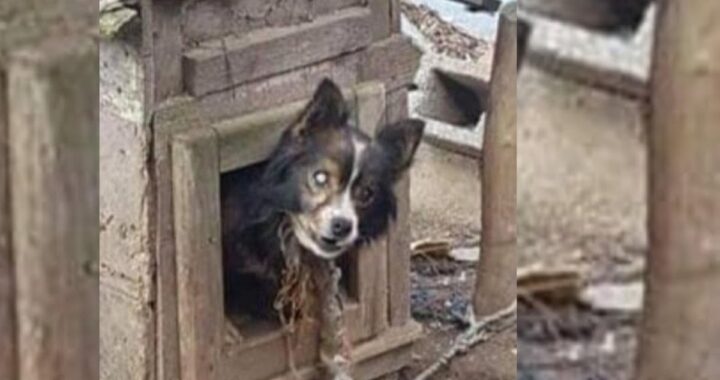 Il salvataggio di un cane cieco