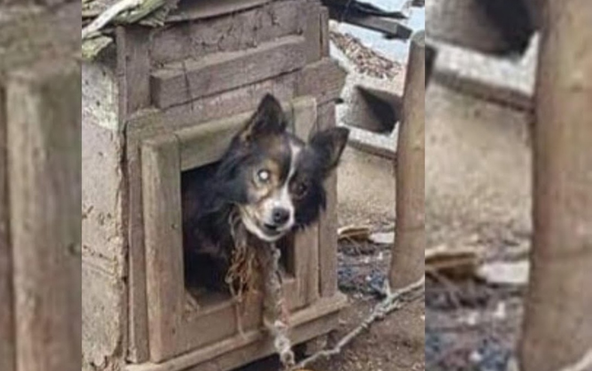 Il salvataggio di un cane cieco