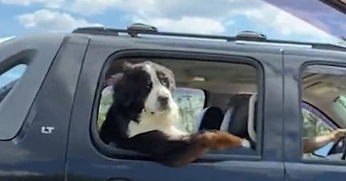 Cane con il braccio fuori dal finestrino fa divertire tutti gli automobilisti