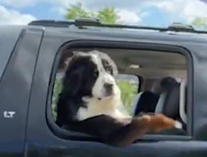Cucciolo in auto
