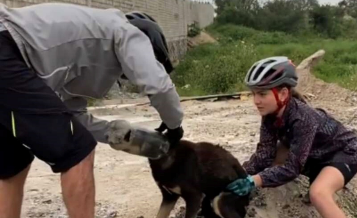 Il salvataggio del cane con la testa incastrata