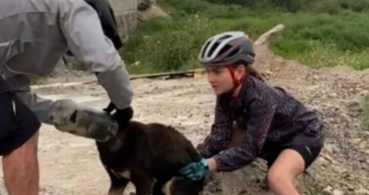 Il salvataggio del cane con la testa incastrata