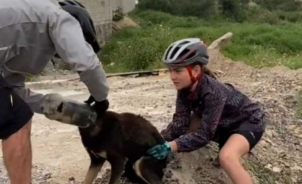 Il salvataggio del cane con la testa incastrata