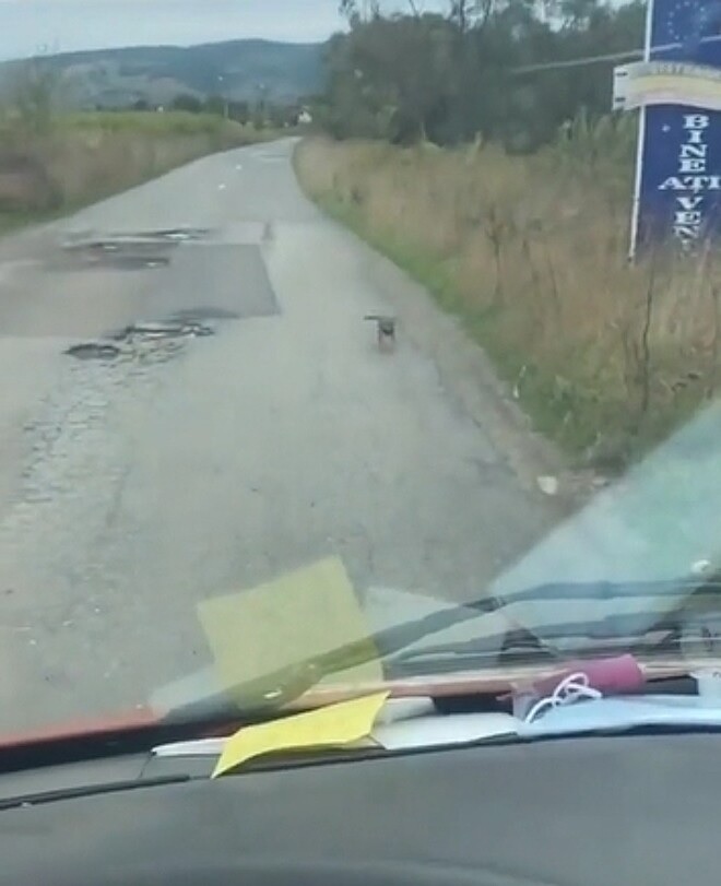 Cucciolo in strada