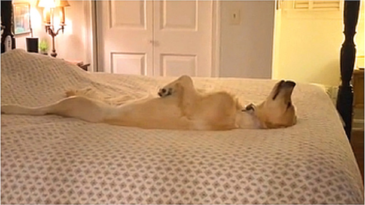 cane dorme in una posizione insolita