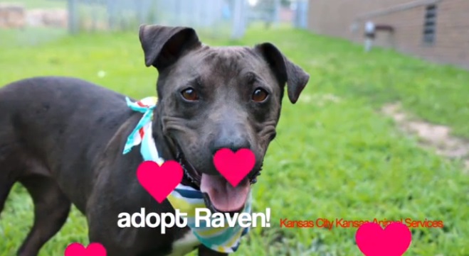 Raven