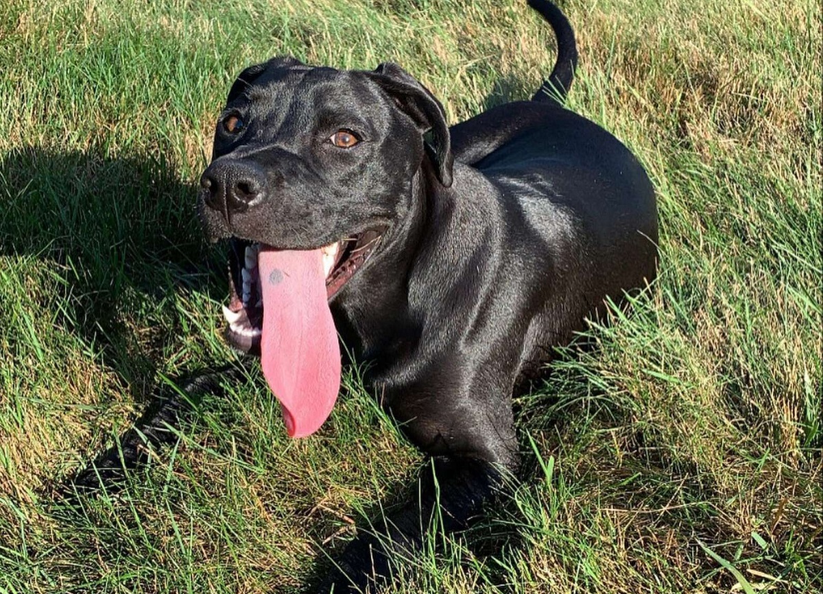 Cane percorre 3 chilometri per andare dalla proprietaria al lavoro