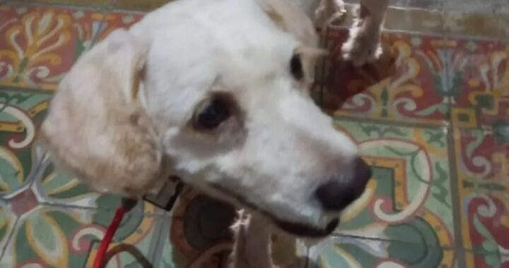 cane perde famiglia eruzione vulcano