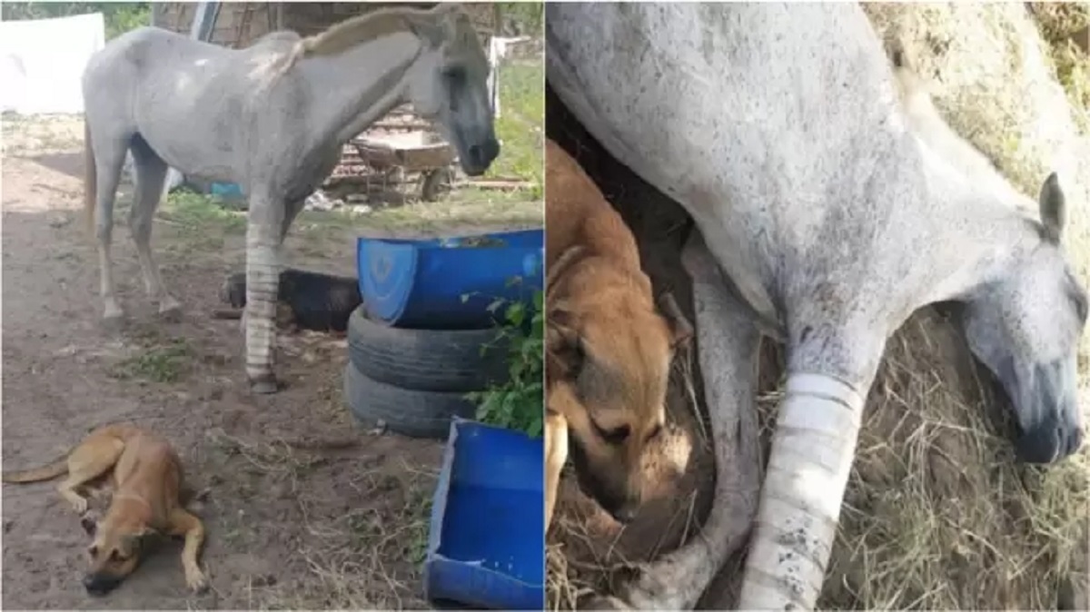 Cane protegge il cavallo