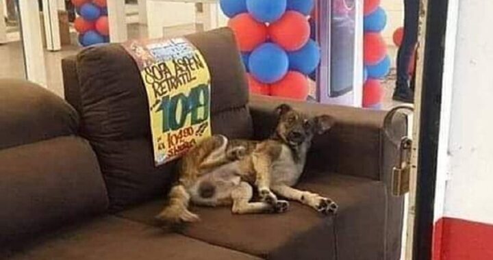 Cane prova un divano in negozio