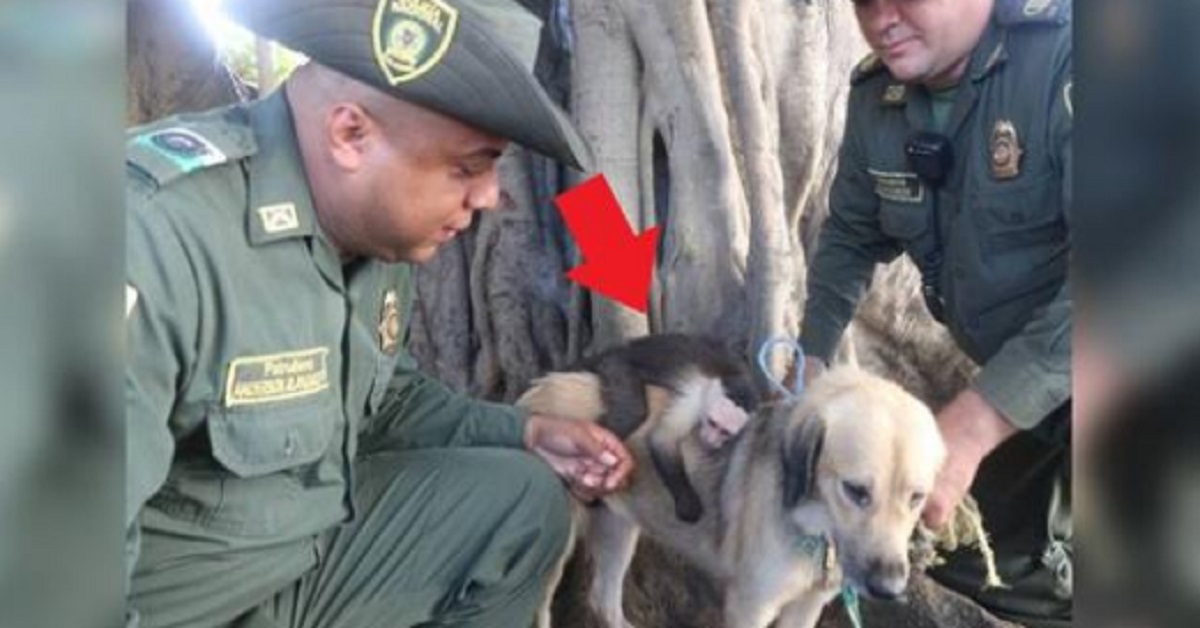 Cane randagio e scimmietta abbandonati non vogliono essere separati
