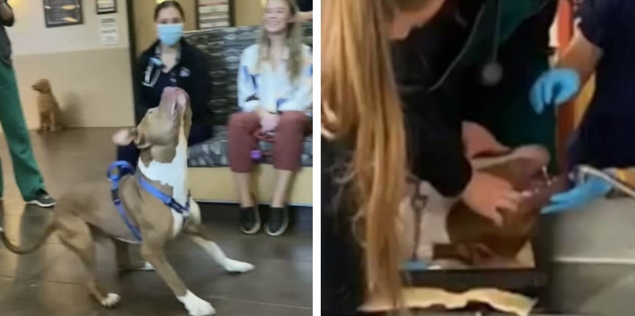 Cane rischia di soffocare per una pallina, veterinario lo salva