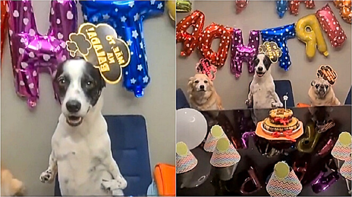 Cane speciale festeggia il compleanno
