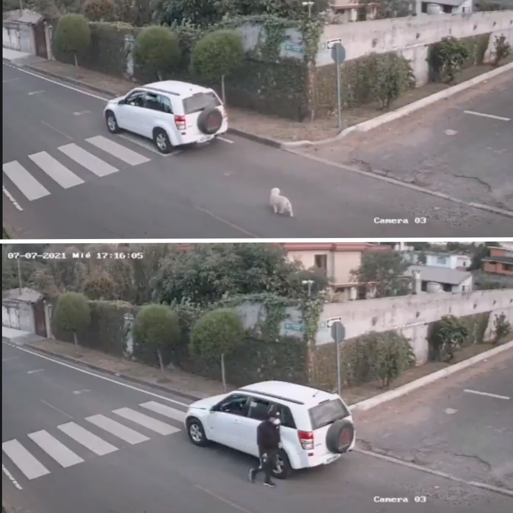 cucciolo