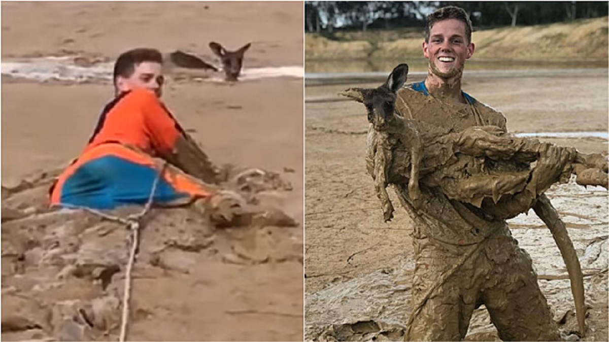 Kangaroo rescued in the mud