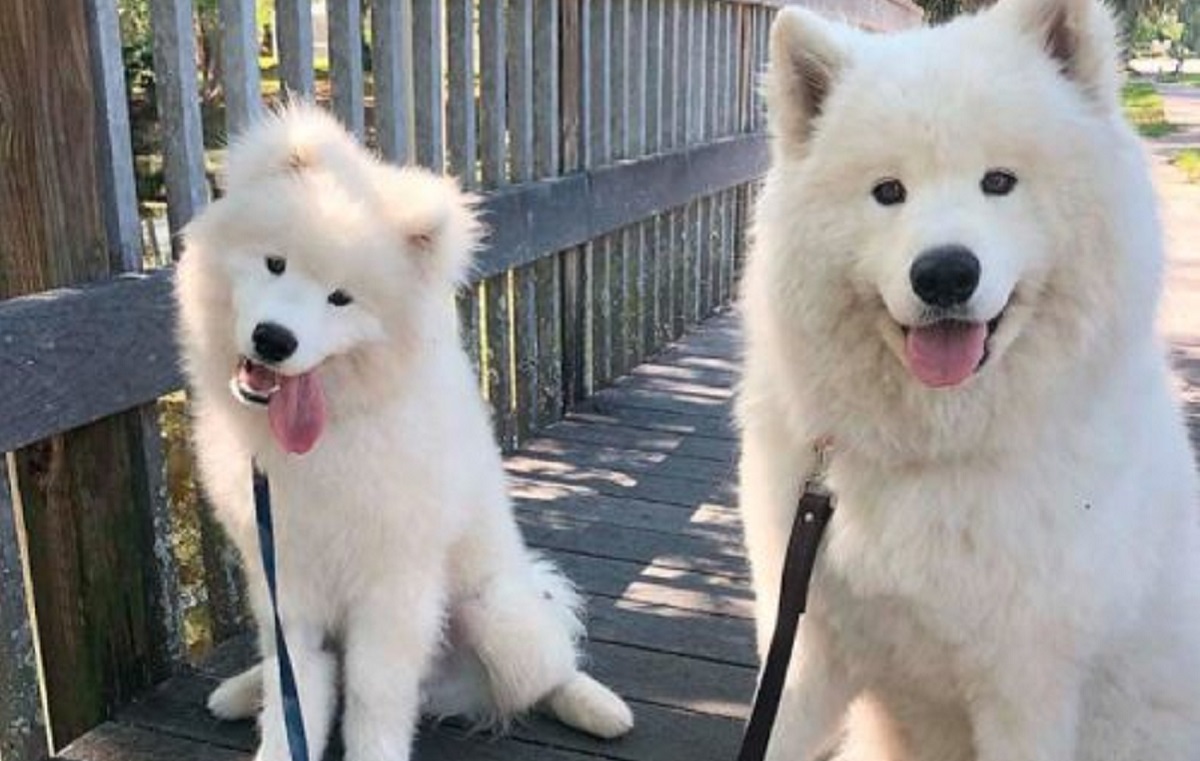Coppia di cani Samoiedo approfittano della distrazione del proprietario per rotolarsi nel fango