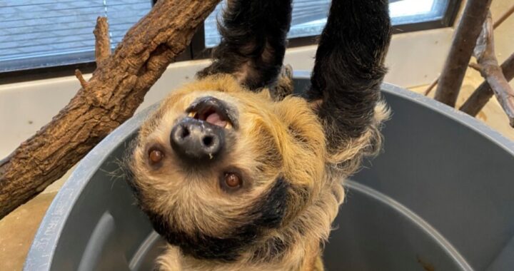 cucciolo bradipo morto